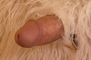 sexeintime